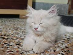 Persian kitten for sale