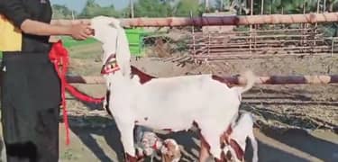 Desi Bakri Our 3 Bacchon Ka Sath For Sale 03257844814