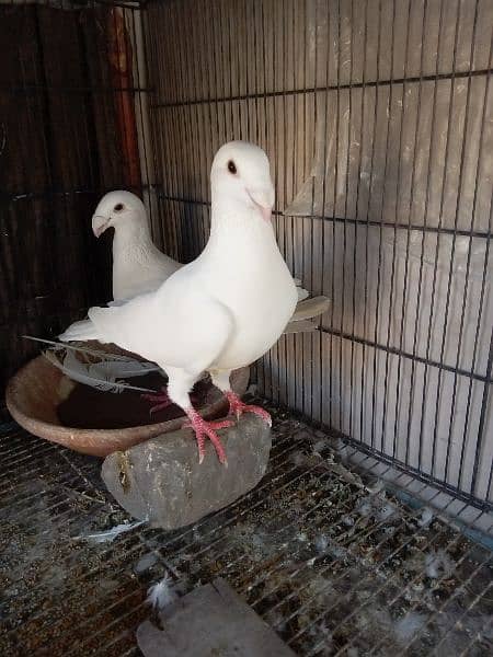 German beauty fancy pigeon homer 2