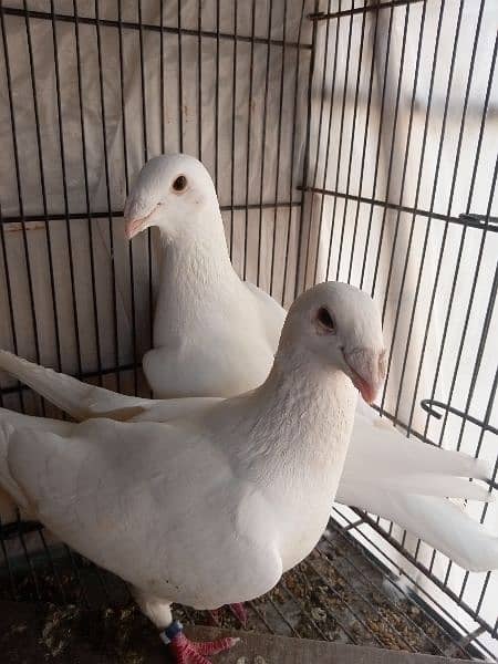 German beauty fancy pigeon homer 3