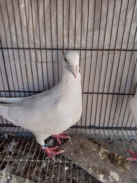 German beauty fancy pigeon homer 4