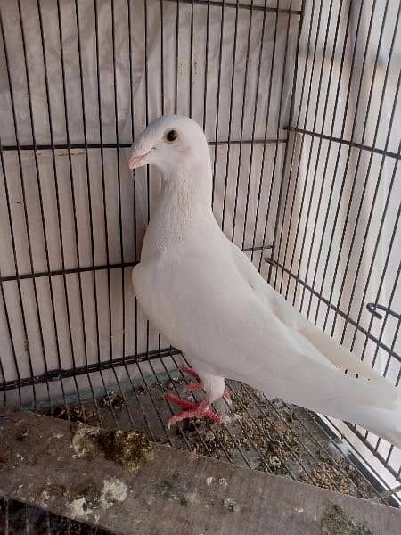 German beauty fancy pigeon homer 5