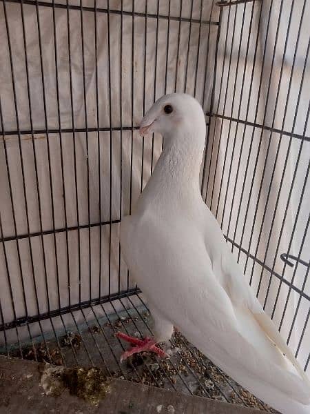 German beauty fancy pigeon homer 6