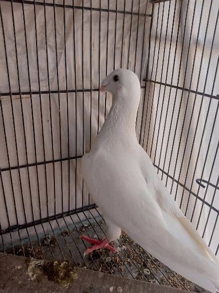 German beauty fancy pigeon homer 7