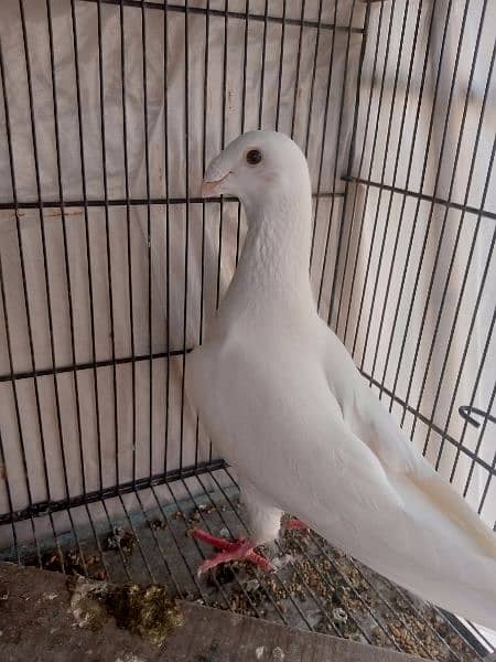 German beauty fancy pigeon homer 9