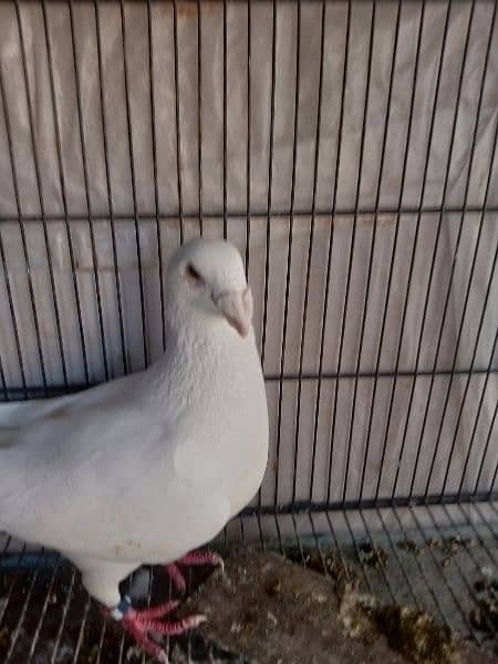 German beauty fancy pigeon homer 10