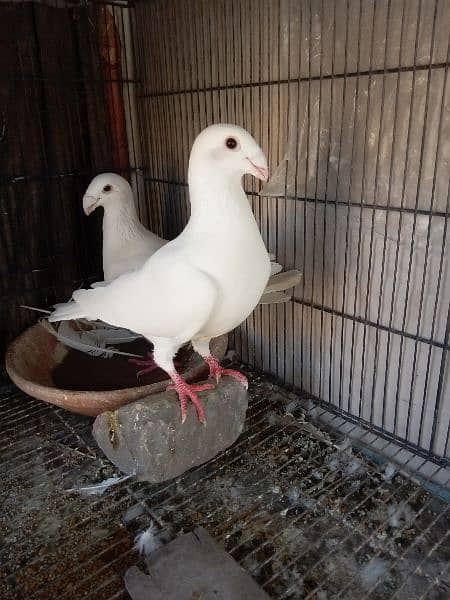 German beauty fancy pigeon homer 12