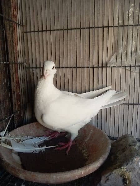 German beauty fancy pigeon homer 13