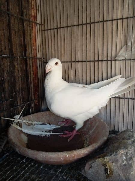 German beauty fancy pigeon homer 14