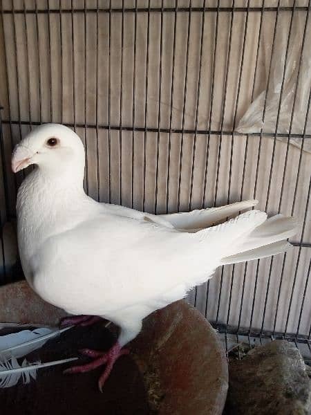 German beauty fancy pigeon homer 15