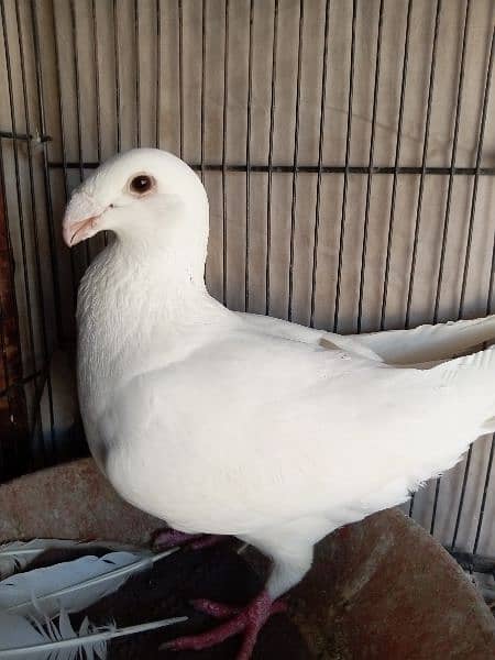 German beauty fancy pigeon homer 16