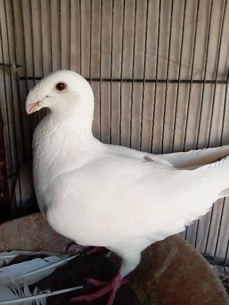 German beauty fancy pigeon homer 17