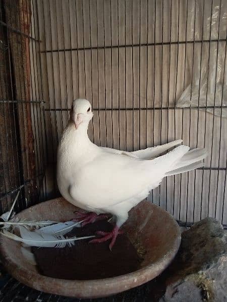 German beauty fancy pigeon homer 18