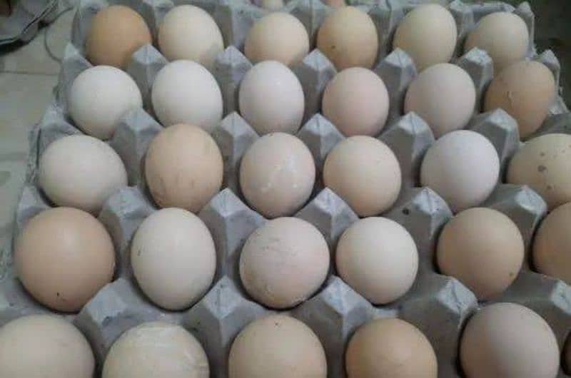 Desi fertile eggs for sale 450  rupees dozen 2