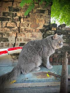 Persian Double coated Cat