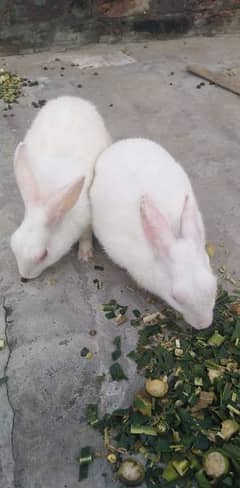 Rabbit pair pure white