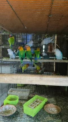 Birds / Cages /  African Grey and Love Birds Boxes