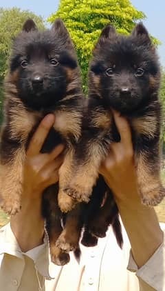 German Shepherd long coat puppies available for sale