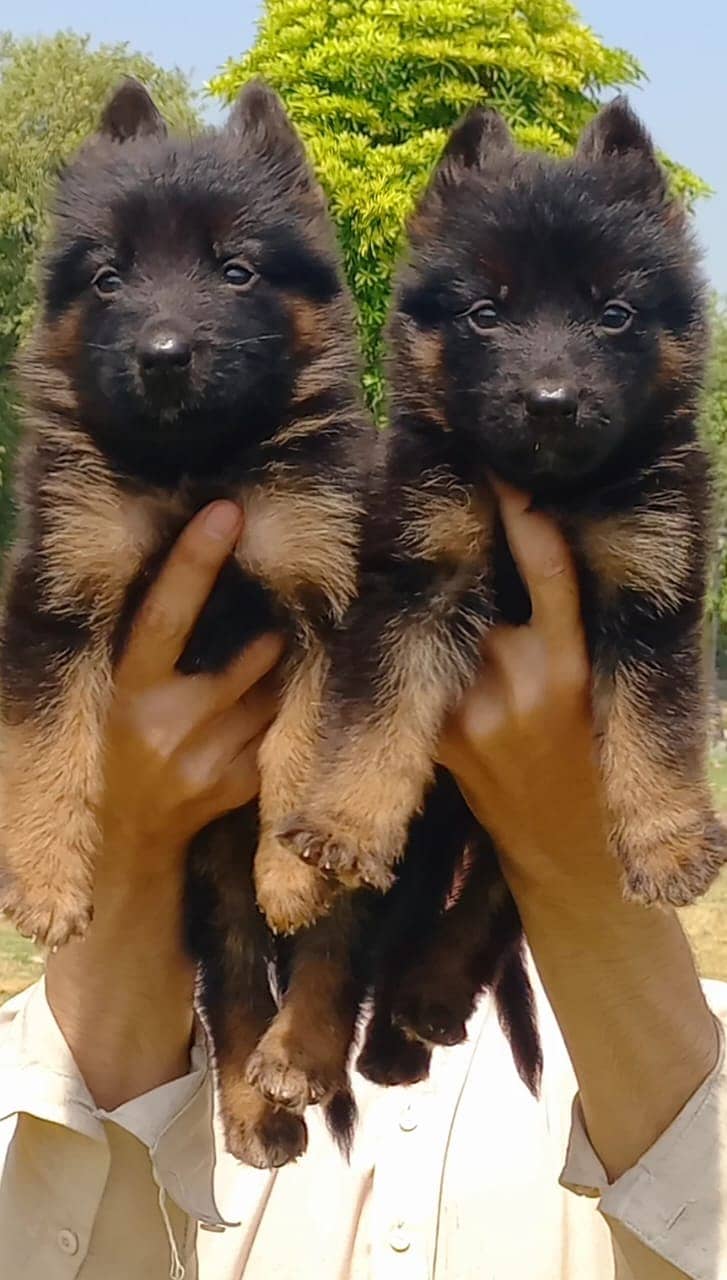 German Shepherd long coat puppies available for sale 0