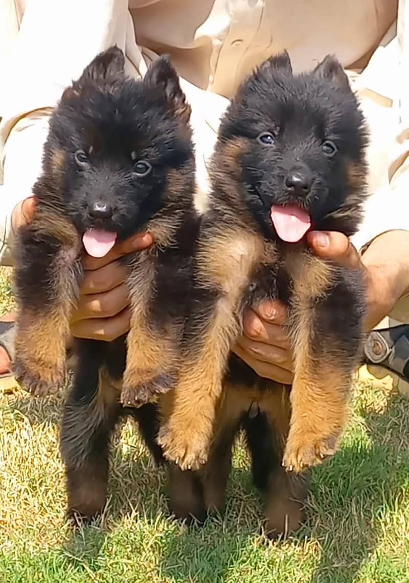 German Shepherd long coat puppies available for sale 1