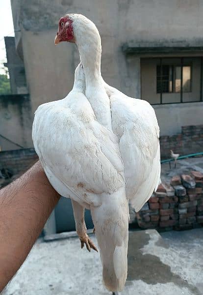 I want to sale home breed heera aseel 2 females 7