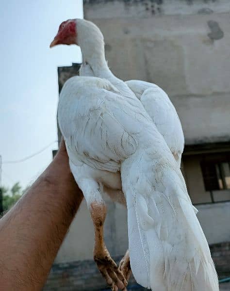 I want to sale home breed heera aseel 2 females 8