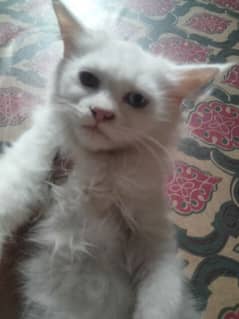 Persian triple coated with odd eyes kitten available for sale