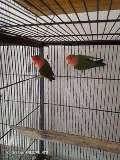 Olive Female and Green Opline Male