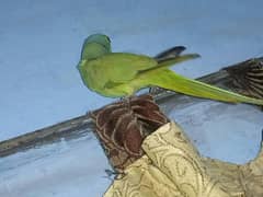 Green Ringneck Parrot for sale