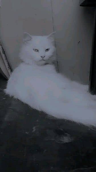 persian doll face odd eyes tripple coat female 1