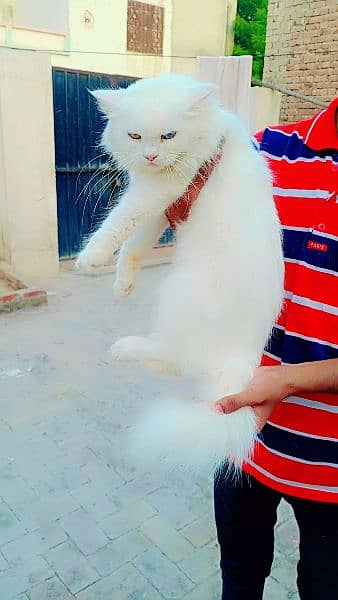 persian doll face odd eyes tripple coat female 3