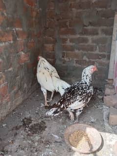 aseel pair for sell