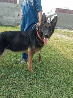 German shepherd female long hair long lenth