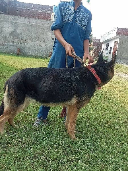 German shepherd female long hair long lenth 3