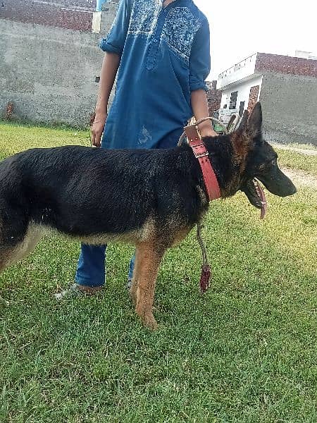 German shepherd female long hair long lenth 4