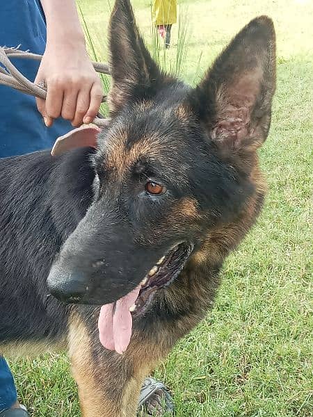 German shepherd female long hair long lenth 5