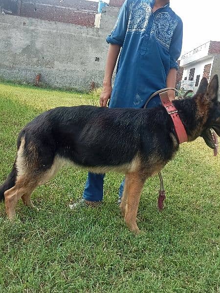 German shepherd female long hair long lenth 6