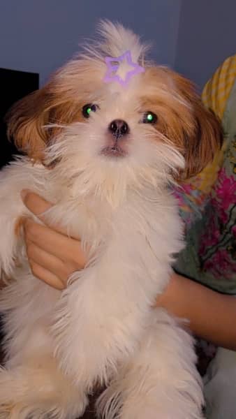 miniature sized punched face Shihtzu puppy 4