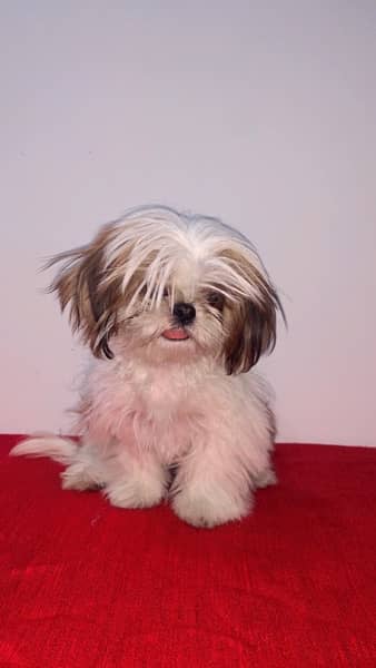 miniature sized punched face Shihtzu puppy 7