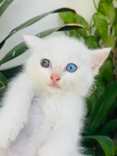 Persian kitten