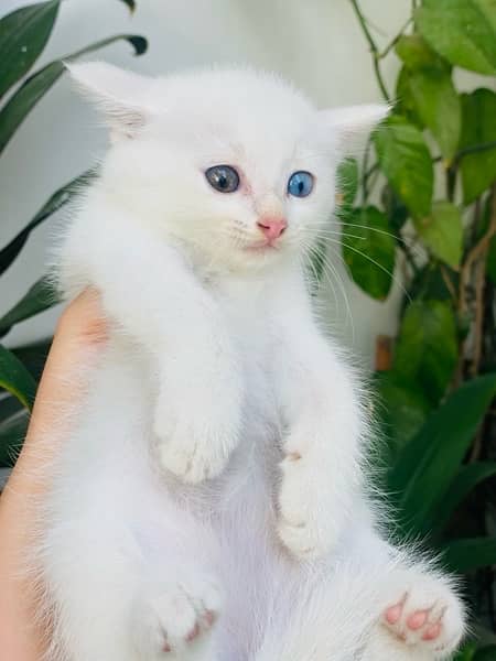 Persian kitten 12