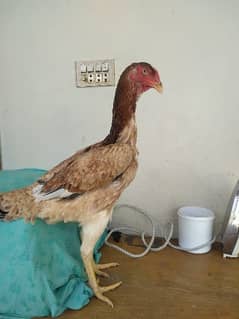 Shamoo Hen Avaliable for sale location Mardan