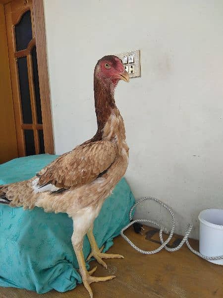 Shamoo Hen Avaliable for sale location Mardan 1