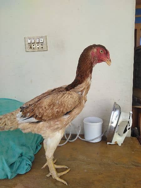 Shamoo Hen Avaliable for sale location Mardan 2