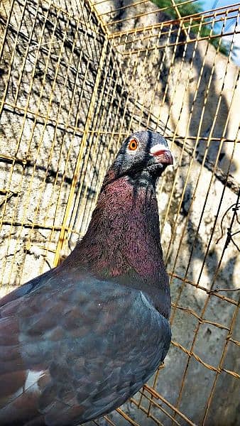 Mix fancy pigeon/9 best quality pigeon urgent for sale 1