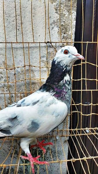 Mix fancy pigeon/9 best quality pigeon urgent for sale 0