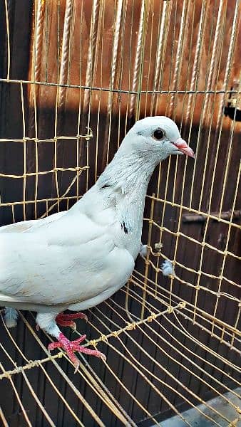 Mix fancy pigeon/9 best quality pigeon urgent for sale 2