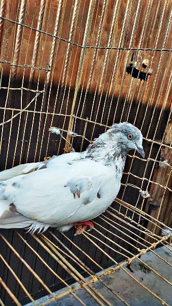 Mix fancy pigeon/9 best quality pigeon urgent for sale 3