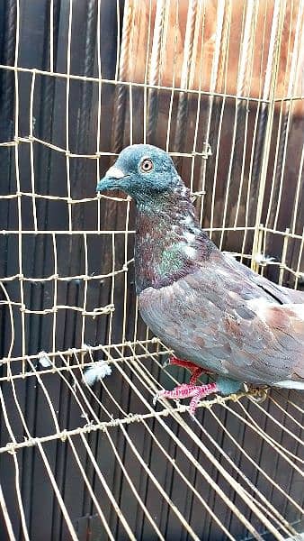 Mix fancy pigeon/9 best quality pigeon urgent for sale 4