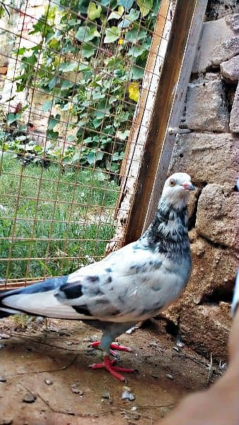 Mix fancy pigeon/9 best quality pigeon urgent for sale 5